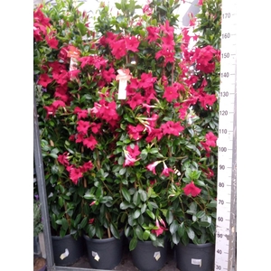 Mandevilla sand. 'SumStar Red'