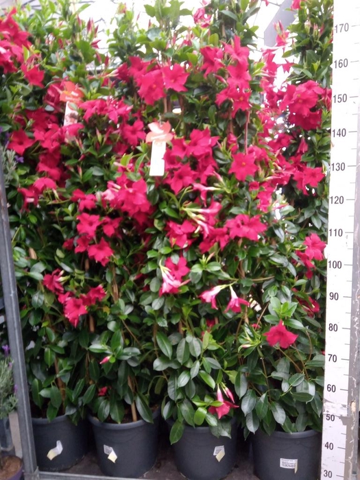 <h4>Mandevilla sand. 'SumStar Red'</h4>