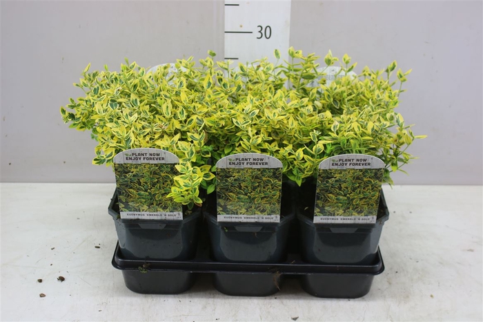 <h4>Euonymus fort. Emerald Gold</h4>