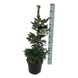 Picea abies 'Will's Zwerg'