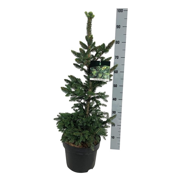 <h4>Picea abies 'Will's Zwerg'</h4>