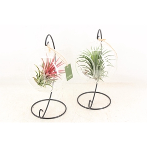 arr3 CP - Till. Glas hangbol x6 frame