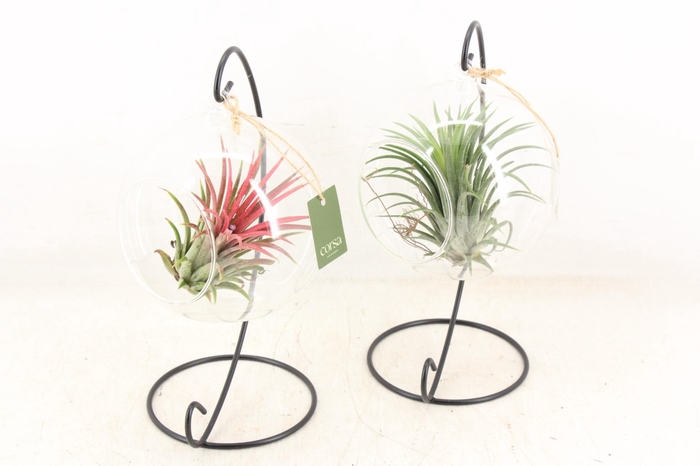 <h4>arr3 CP - Till. Glas hangbol x6 frame</h4>