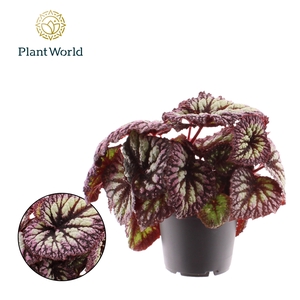 Begonia rex Fireworks