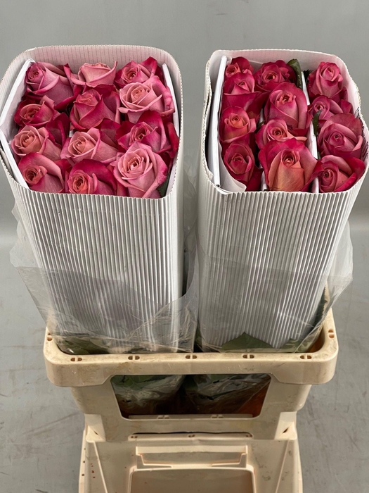 <h4>R GR BARISTA</h4>