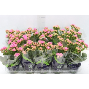 KALANCHOE DOBRADO P11 LILAS