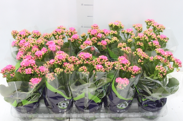 <h4>KALANCHOE DOBRADO P11 LILAS</h4>