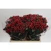 Hypericum True Romance