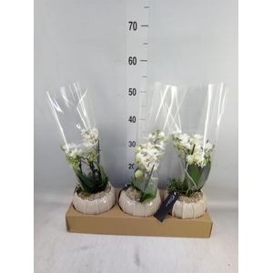 Arr. Phalaenopsis H%