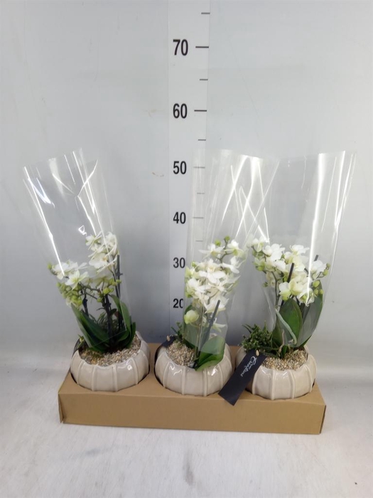 <h4>Arr.  Phalaenopsis  H%</h4>
