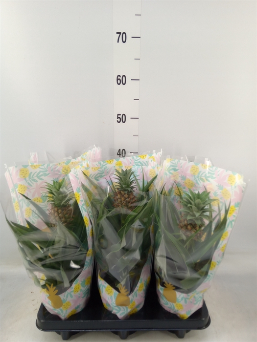 <h4>Ananas  'Mi Amigo'</h4>