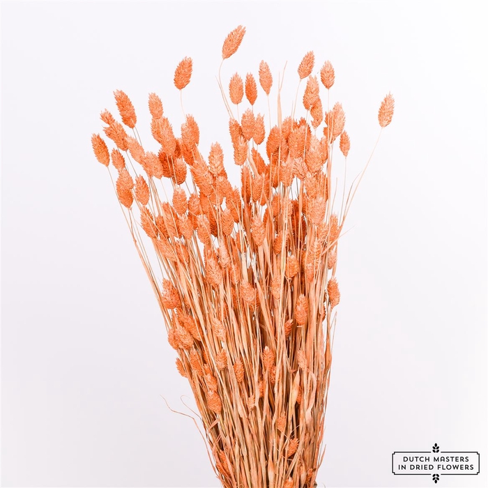 <h4>Dried Phalaris X5 Orange Bunch</h4>