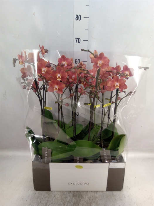 Phalaenopsis  'Horizion'