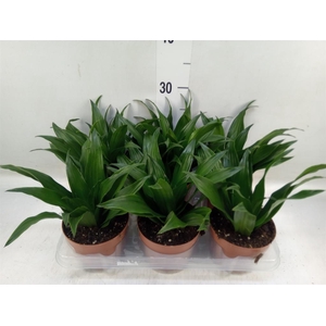 Dracaena frag. 'Compacta'