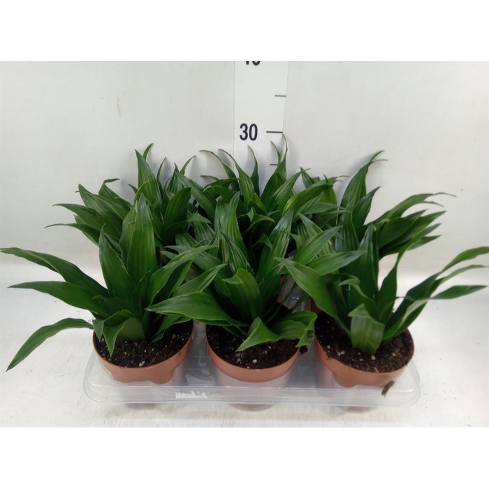 <h4>Dracaena frag. 'Compacta'</h4>