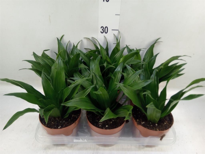 <h4>Dracaena frag. 'Compacta'</h4>