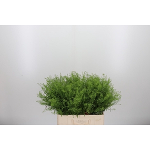 Lepidium Green Bell