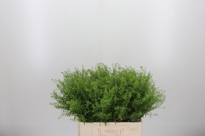 <h4>Lepidium Green Bell</h4>