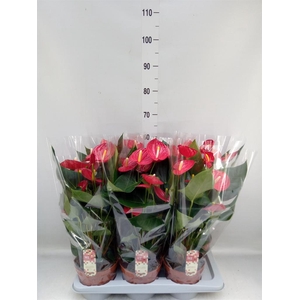 Anthurium andr. 'Tremendo'