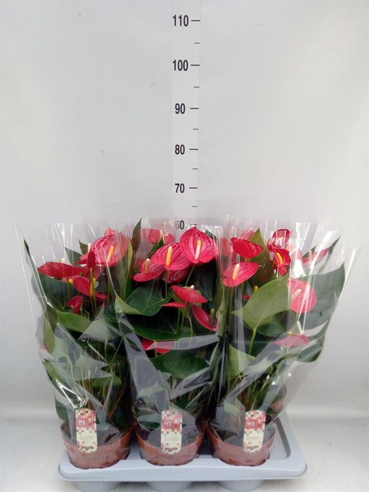 <h4>Anthurium andr. 'Tremendo'</h4>