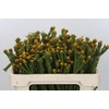 Cape GreenTortum Yellow