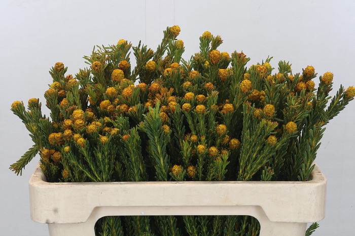 <h4>Cape GreenTortum Yellow</h4>