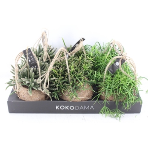 arr3 Kokoplant - Rhipsalis mix x6