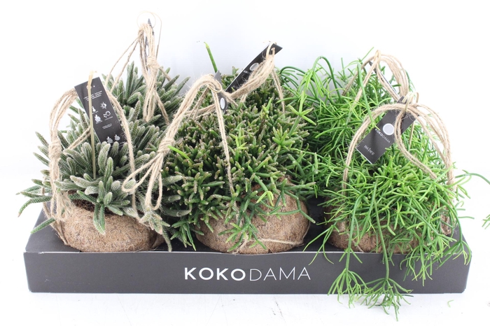 <h4>arr3 Kokoplant - Rhipsalis mix x6</h4>