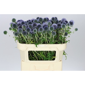 Echinops Ba Blue Globe