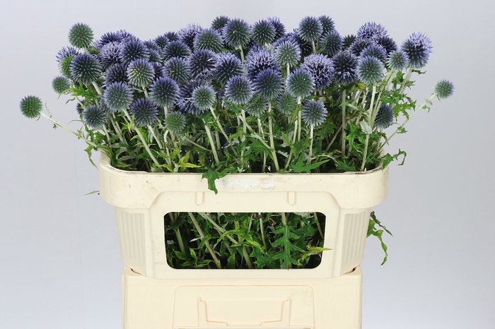 <h4>Echinops Ba Blue Globe</h4>