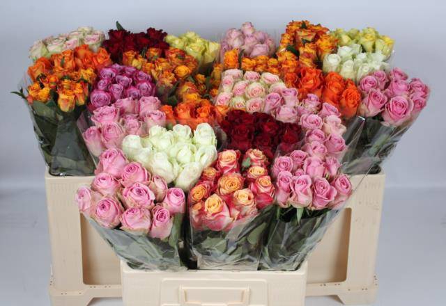 <h4>R GR GEM IN FUST</h4>