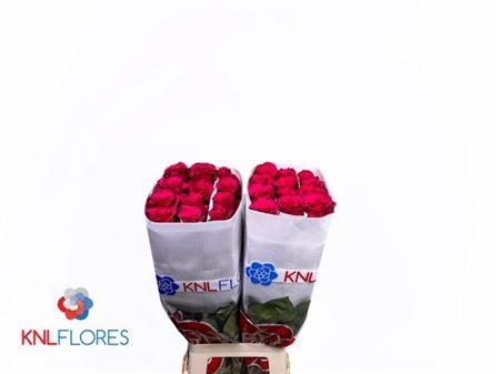 <h4>R Gr Jacaranda Ec</h4>