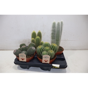 Cactus Gem