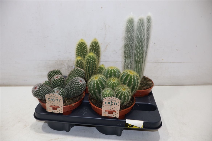 <h4>Cactus Gem</h4>