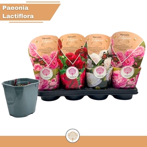 PAEONIA L GEM
