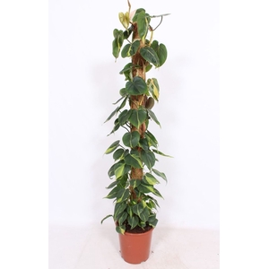 Philodendron Brasil