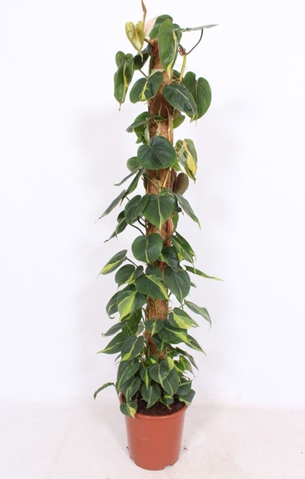 <h4>Philodendron Brasil</h4>