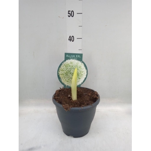 Allium   ...flowerbulbs