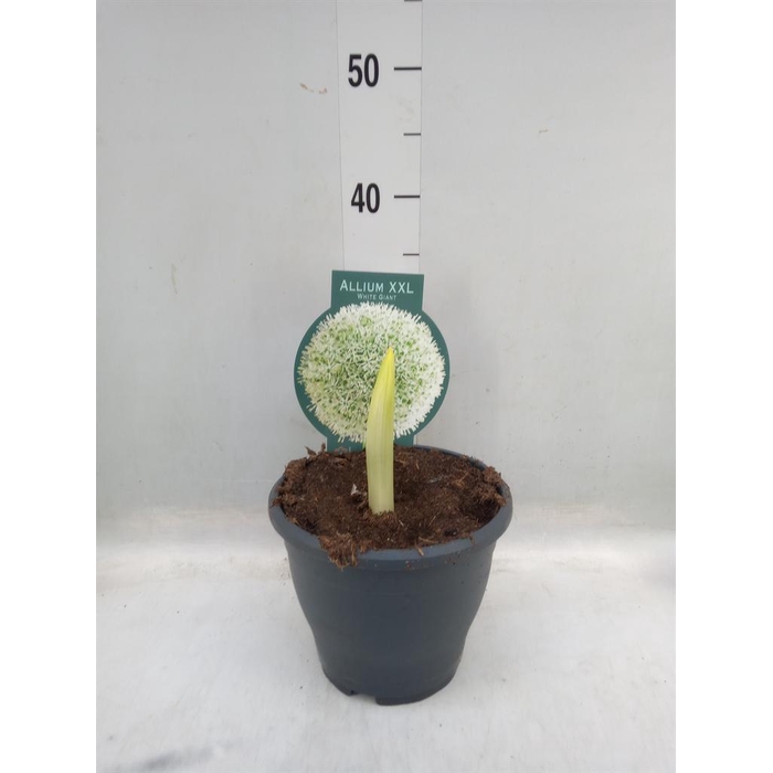 <h4>Allium   ...flowerbulbs</h4>