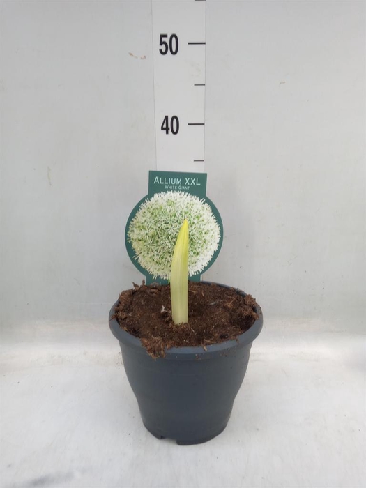 <h4>Allium   ...flowerbulbs</h4>