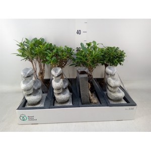 Bonsai   ...mix