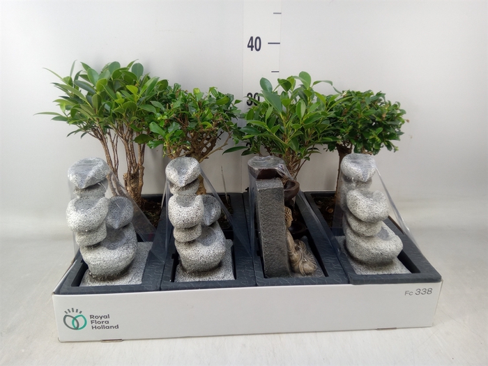 <h4>Bonsai   ...mix</h4>