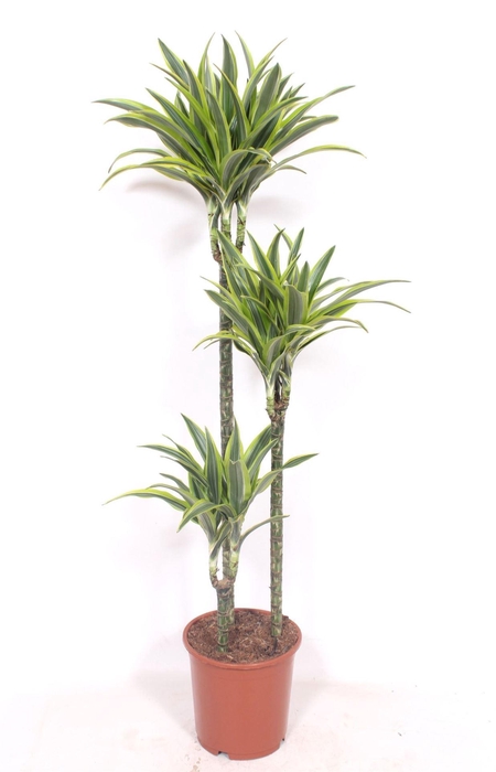 <h4>Dracaena fr de 'LemonLime'</h4>