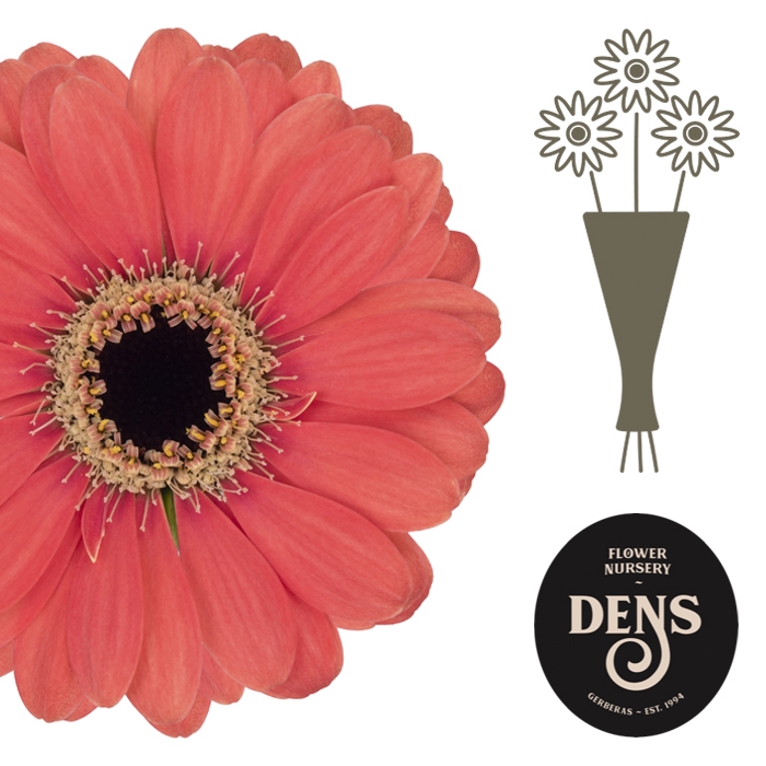 GE PICCO VERONA DENS