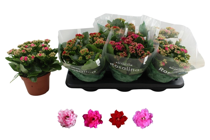 <h4>KAL GE RO GEM 4 KL</h4>