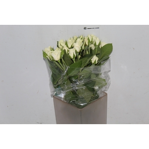 ROSA SPRAY FLOREANA 040 CM BRANCO