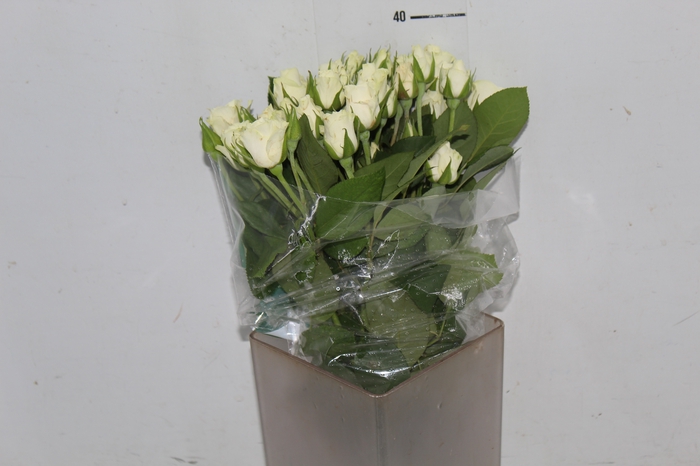 ROSA SPRAY FLOREANA 040 CM BRANCO
