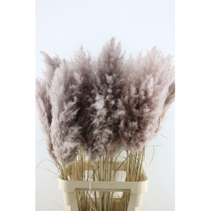 Cortaderia Super Aubergine