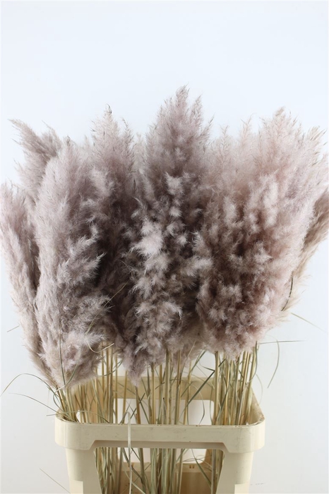 <h4>Cortaderia Super Aubergine</h4>