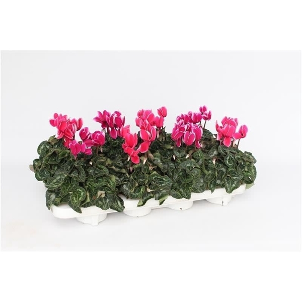 <h4>Cyclaam Fuji Mix</h4>